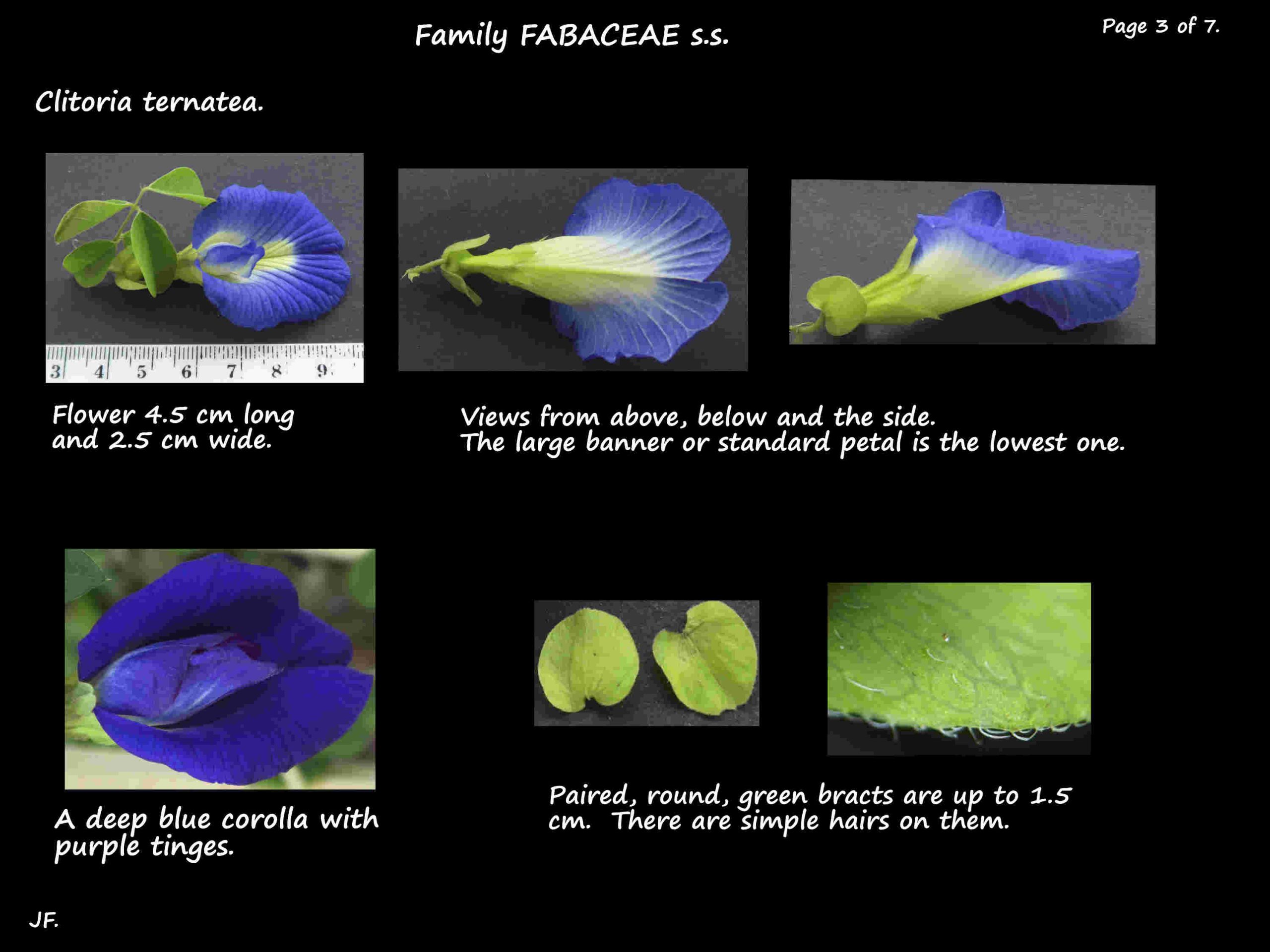3 Blue Pea flowers
